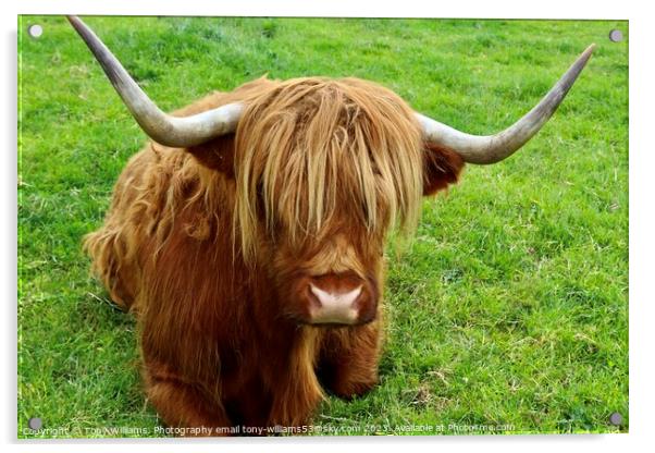 Highland Cattle Acrylic by Tony Williams. Photography email tony-williams53@sky.com