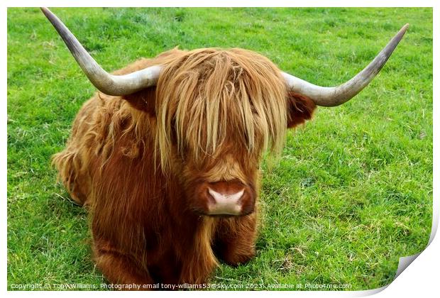 Highland Cattle Print by Tony Williams. Photography email tony-williams53@sky.com