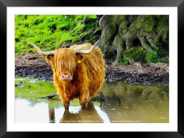 A brown cow standing next to a body of water Framed Mounted Print by Tony Williams. Photography email tony-williams53@sky.com