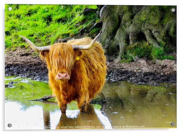 A brown cow standing next to a body of water Acrylic by Tony Williams. Photography email tony-williams53@sky.com