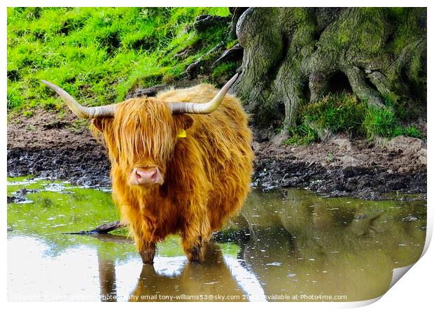 A brown cow standing next to a body of water Print by Tony Williams. Photography email tony-williams53@sky.com