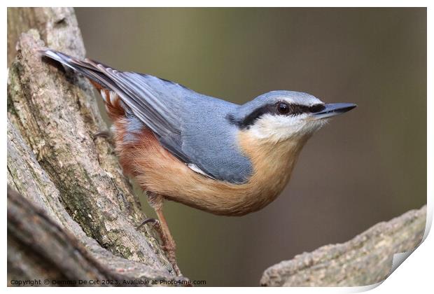 Posing Nuthatch, Woodland Bird Print by Gemma De Cet