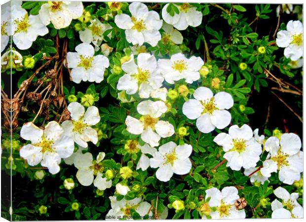 White flowers Canvas Print by Stephanie Moore