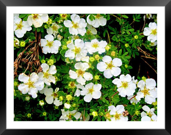 White flowers Framed Mounted Print by Stephanie Moore