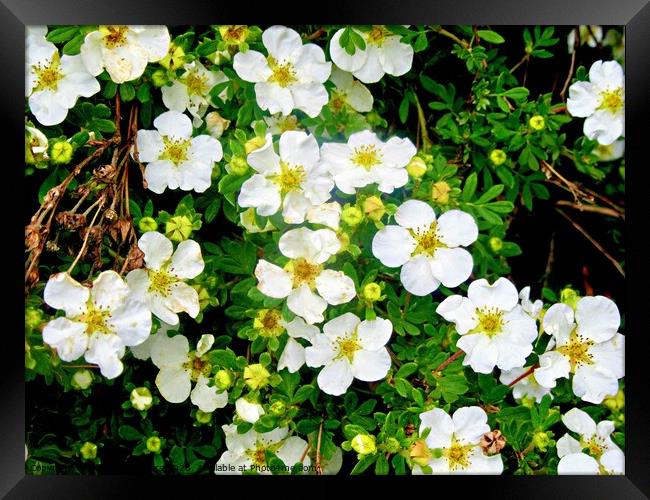 White flowers Framed Print by Stephanie Moore