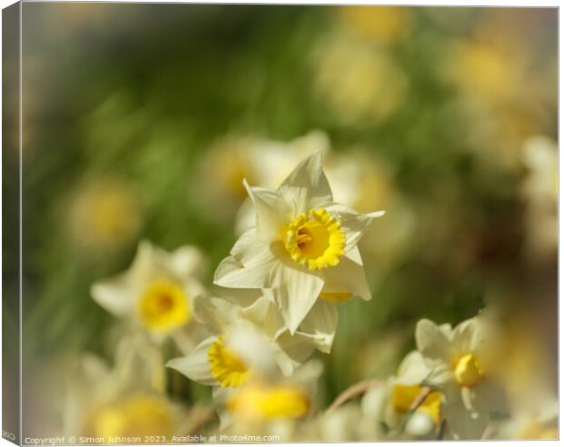 Daffodils flowers Canvas Print by Simon Johnson