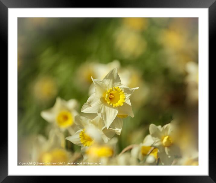 Daffodils flowers Framed Mounted Print by Simon Johnson