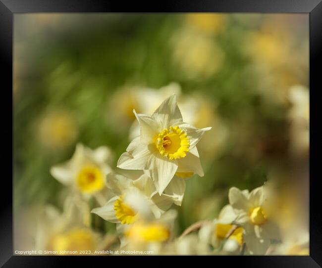 Daffodils flowers Framed Print by Simon Johnson