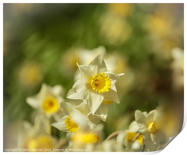 Daffodils flowers Print by Simon Johnson