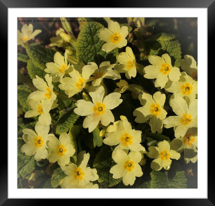 Primroses Framed Mounted Print by Simon Johnson