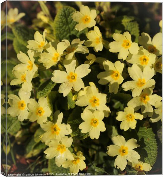 Primrose flowers Canvas Print by Simon Johnson