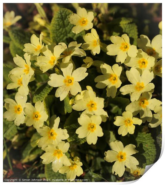 Primrose flowers Print by Simon Johnson