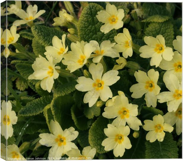 Primrose flowers  Canvas Print by Simon Johnson