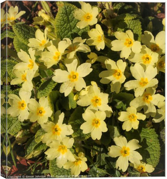 Primrose flowers Canvas Print by Simon Johnson