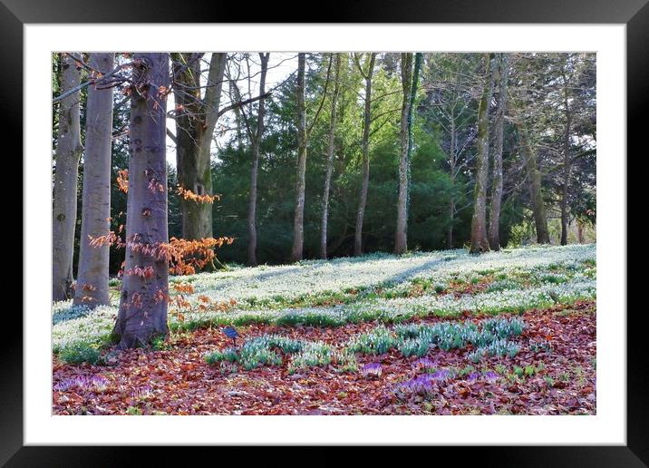 Snowdrop Woods Framed Mounted Print by Susan Snow