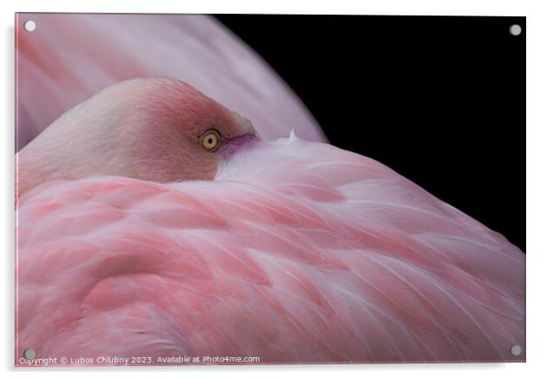 Greater flamingo, Phoenicopterus roseus. Close up detail of head and eye. Acrylic by Lubos Chlubny