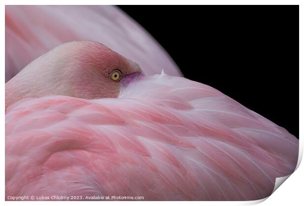 Greater flamingo, Phoenicopterus roseus. Close up detail of head and eye. Print by Lubos Chlubny