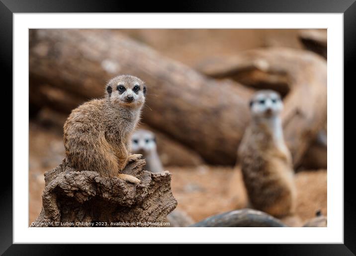 Portrait of Meerkat Suricata suricatta, African small animal, carnivore belonging to the mongoose family Framed Mounted Print by Lubos Chlubny