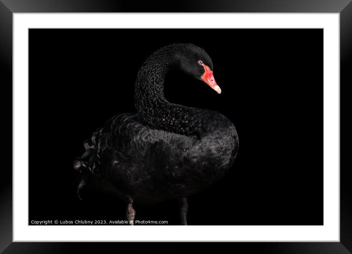 Black swan isolated on black background (Cygnus atratus). Beautiful west australian black swan. Framed Mounted Print by Lubos Chlubny