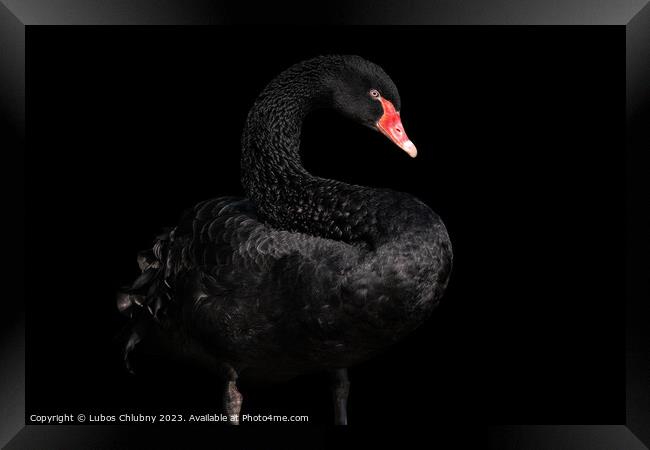 Black swan isolated on black background (Cygnus atratus). Beautiful west australian black swan. Framed Print by Lubos Chlubny