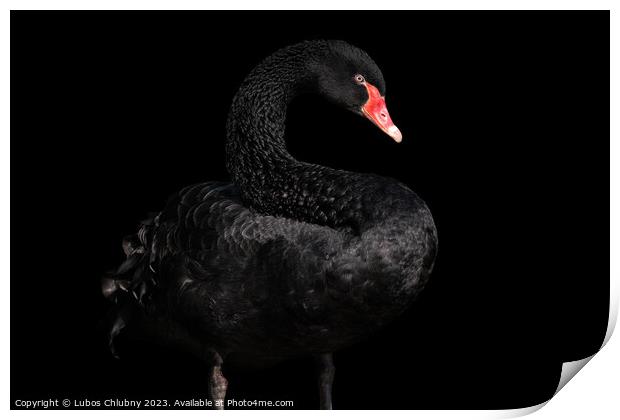 Black swan isolated on black background (Cygnus atratus). Beautiful west australian black swan. Print by Lubos Chlubny