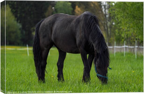 Friesian horse grazing in the meadow Canvas Print by Lubos Chlubny