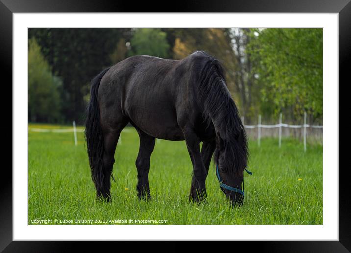 Friesian horse grazing in the meadow Framed Mounted Print by Lubos Chlubny