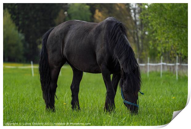 Friesian horse grazing in the meadow Print by Lubos Chlubny