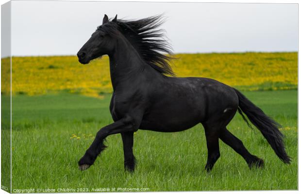 Black friesian horse runs gallop. Canvas Print by Lubos Chlubny