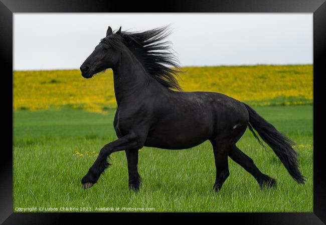 Black friesian horse runs gallop. Framed Print by Lubos Chlubny