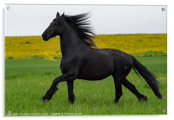Black friesian horse runs gallop. Acrylic by Lubos Chlubny