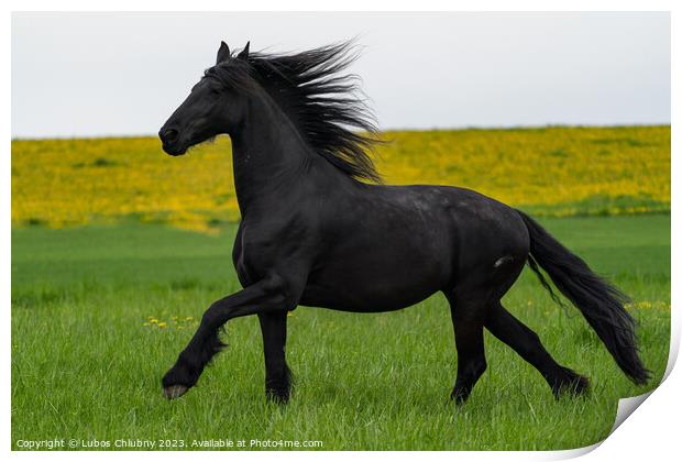 Black friesian horse runs gallop. Print by Lubos Chlubny