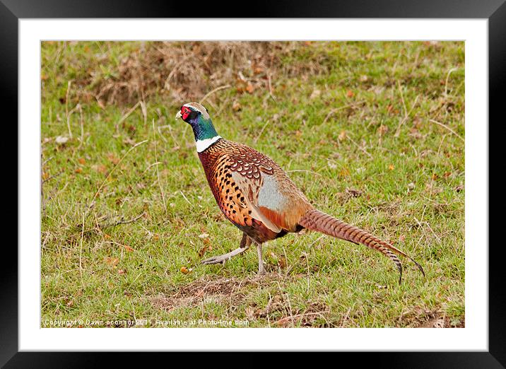 Pheasant Phasianus colchicus Framed Mounted Print by Dawn O'Connor