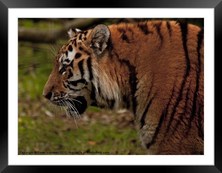 Bengal Indian Tiger - Panthera tigris tigris Framed Mounted Print by Dawn O'Connor