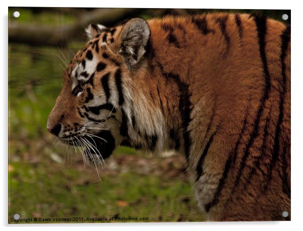 Bengal Indian Tiger - Panthera tigris tigris Acrylic by Dawn O'Connor