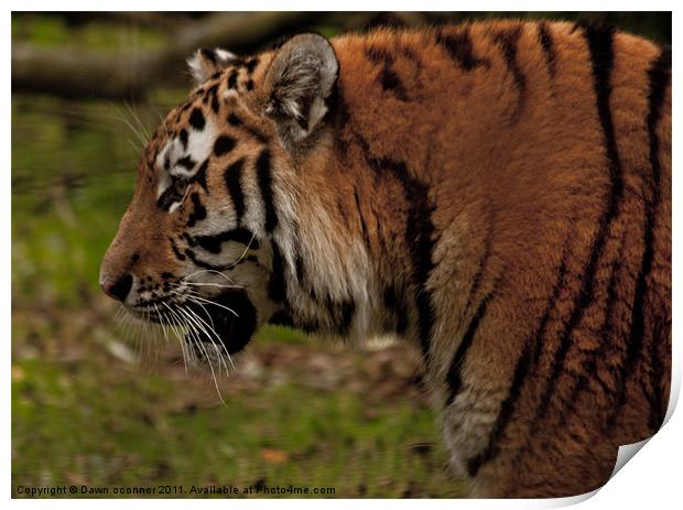 Bengal Indian Tiger - Panthera tigris tigris Print by Dawn O'Connor
