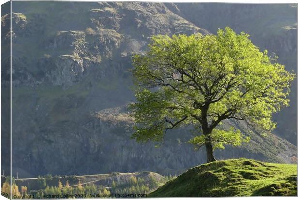Lone Tree in St Johns In The Vale Canvas Print by Richard Collier