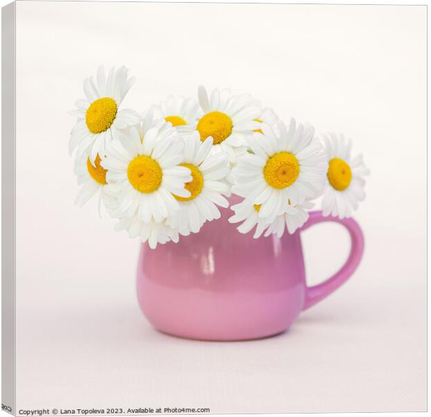  white daisies in a beautiful pink cup Canvas Print by Lana Topoleva