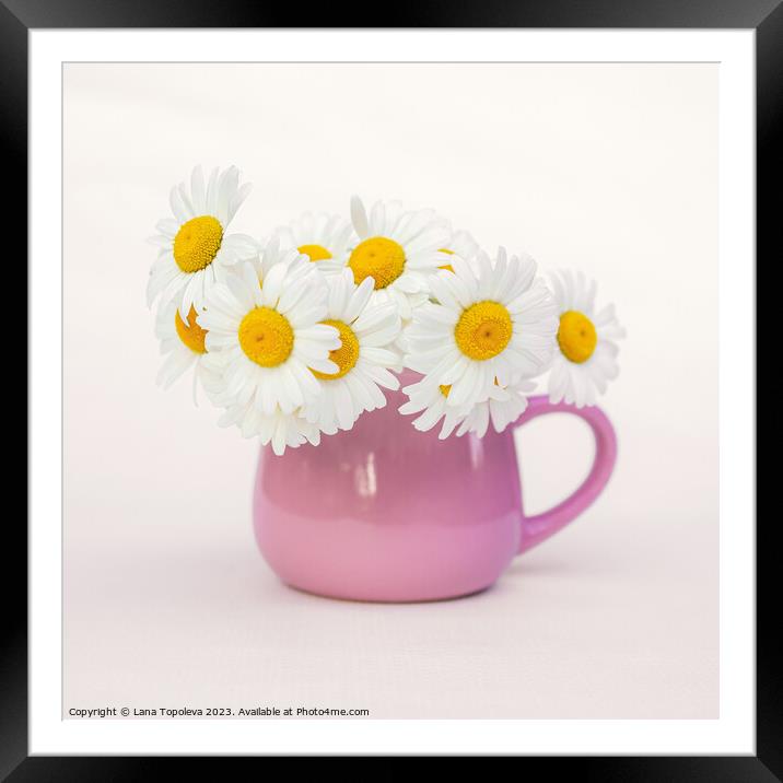  white daisies in a beautiful pink cup Framed Mounted Print by Lana Topoleva