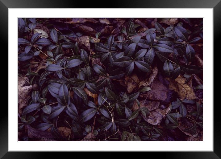  climbing plants with dense shiny leaves Framed Mounted Print by Lana Topoleva