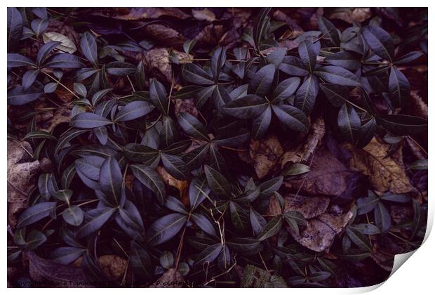  climbing plants with dense shiny leaves Print by Lana Topoleva