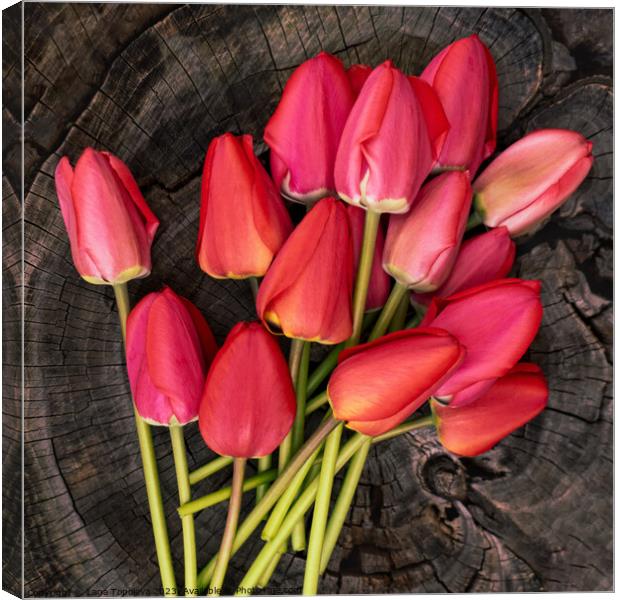 delicate bouquet of bright pink and red tulips on a wooden background Canvas Print by Lana Topoleva