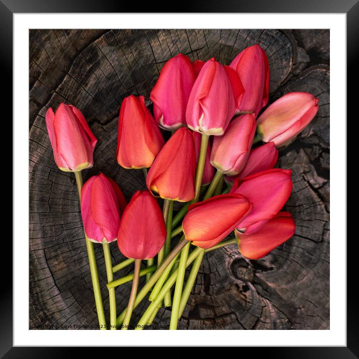 delicate bouquet of bright pink and red tulips on a wooden background Framed Mounted Print by Lana Topoleva