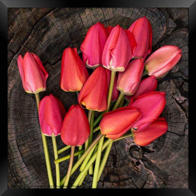 delicate bouquet of bright pink and red tulips on a wooden background Framed Print by Lana Topoleva