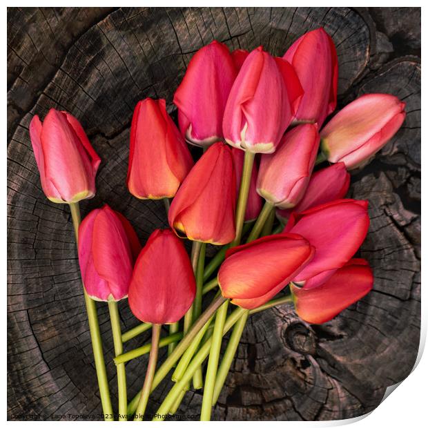 delicate bouquet of bright pink and red tulips on a wooden background Print by Lana Topoleva
