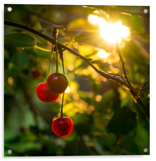 Ripe red cherries  Acrylic by Lana Topoleva