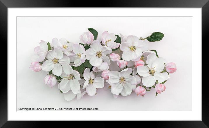 spring apple flowers  Framed Mounted Print by Lana Topoleva