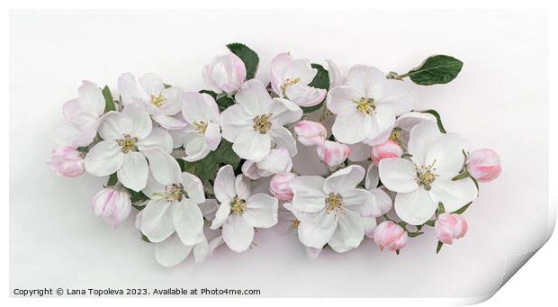  spring apple flowers  Print by Lana Topoleva
