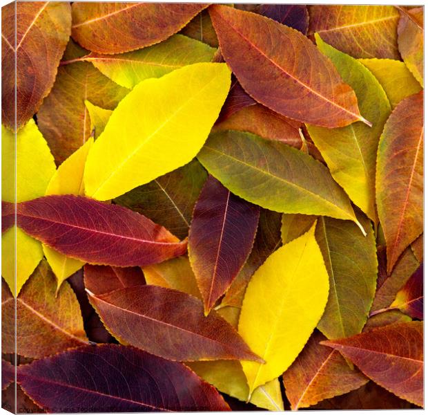  bright colorful  fallen leaves Canvas Print by Lana Topoleva