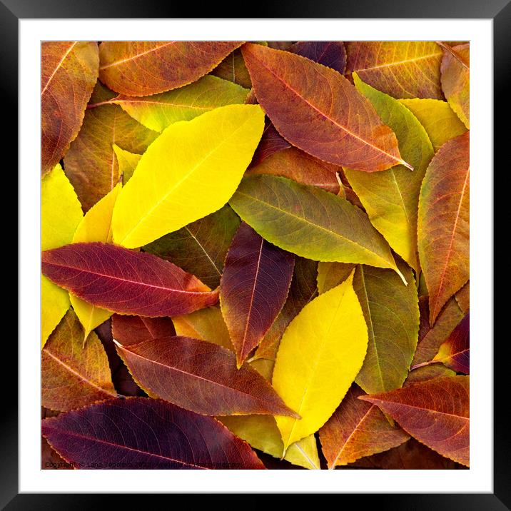  bright colorful  fallen leaves Framed Mounted Print by Lana Topoleva